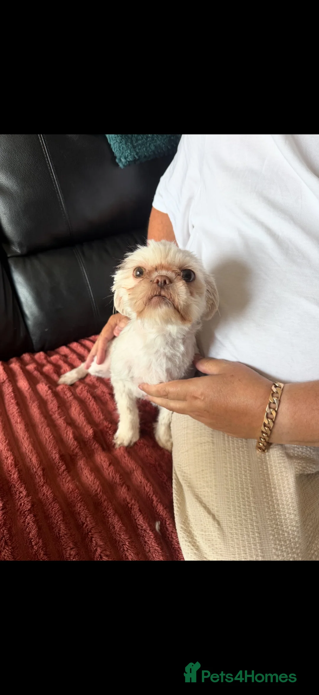 Shih Tzu dogs for sale: White Shih Tzu  - Advert 5