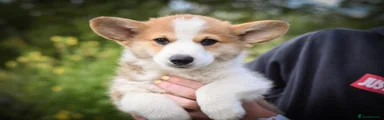 Welsh Corgi Pembroke 3