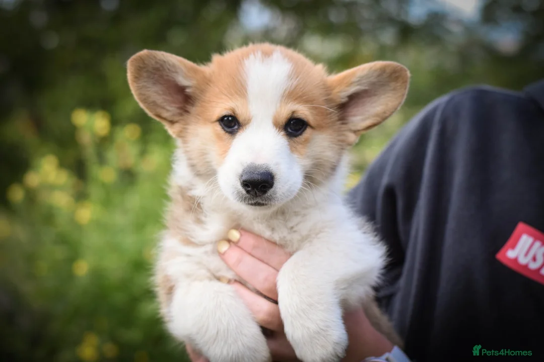 Welsh Corgi Pembroke dogs for sale:  Pembrokeshire Corgi Puppies for sale!🏡 - Advert 1