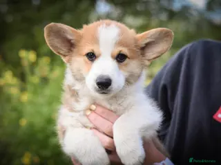 Welsh Corgi Pembroke dogs Pembrokeshire Corgi Puppies for sale!🏡 - Advert 6