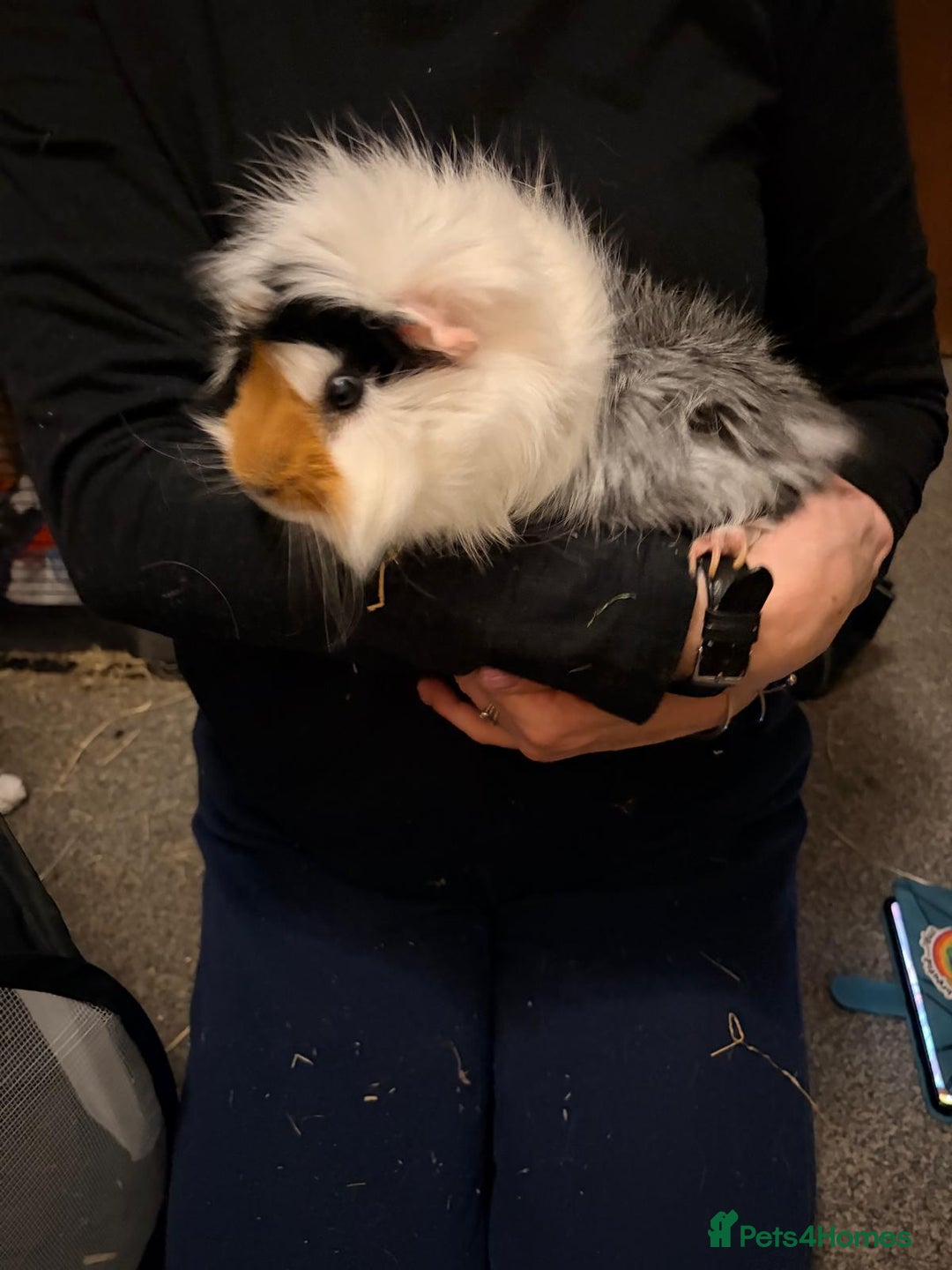 Guinea Pig rodents for sale: New home required - Advert 4