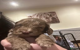 Cockapoo dogs for sale: Cockapoo puppies - Advert 13