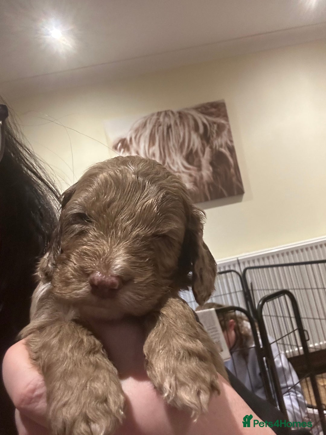 Cockapoo dogs for sale: Cockapoo puppies - Advert 13