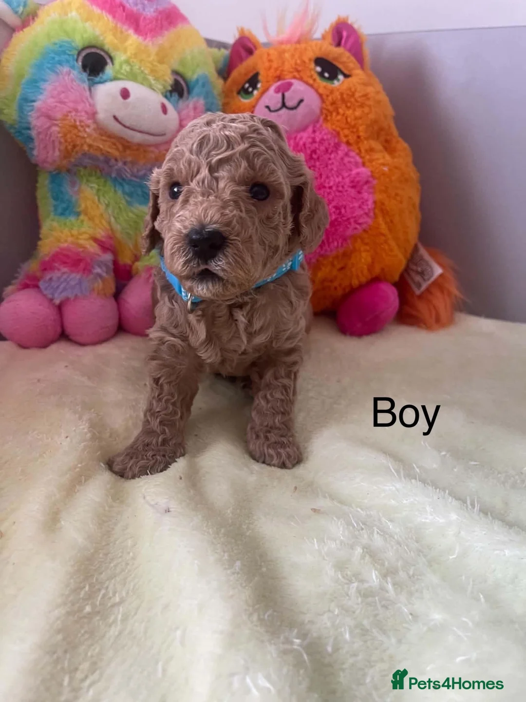 Cockapoo dogs for sale: Cockapoo  - Advert 2