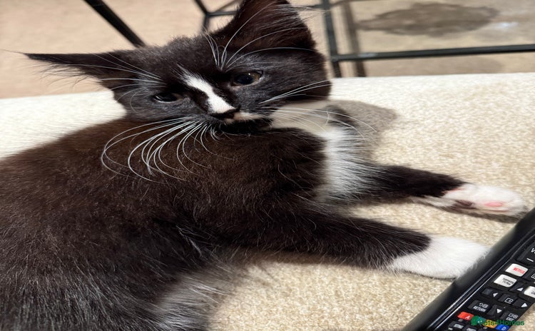 Mixed Breed cats - Advert 10