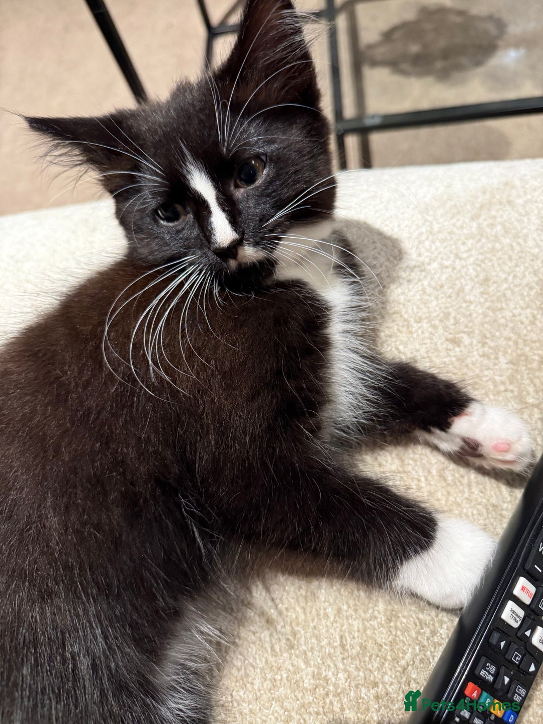 Mixed Breed cats for sale: 2 Lovely kittens ready for new homes  - Image 3