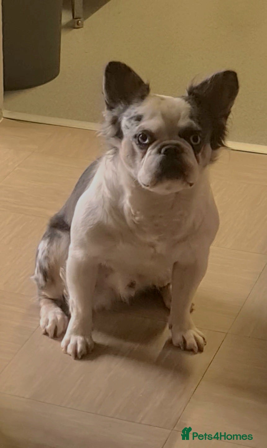 French Bulldog dogs 🐾 IC1 – Visual Fluffy🧸 | Proven Stud✅️ 🎨✨ in Beckenham - Advert 1