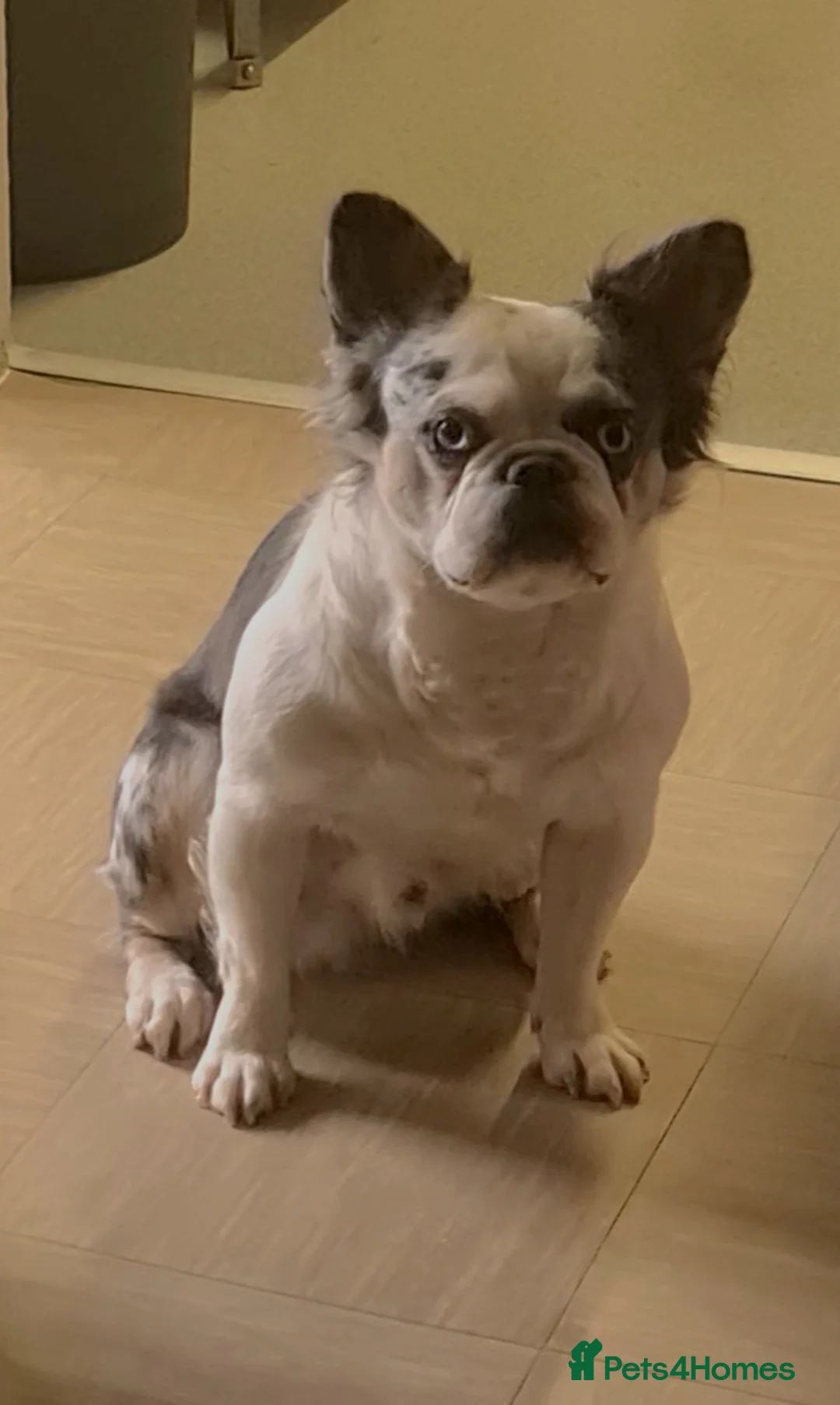 French Bulldog dogs for stud: 🐾 IC1 – Visual Fluffy🧸 | Proven Stud✅️ 🎨✨ in Beckenham - Advert 1