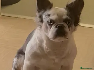 French Bulldog dogs 🐾 IC1 – Visual Fluffy🧸 | Proven Stud✅️ 🎨✨ in Beckenham - Advert 3