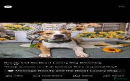 Mixed Breed dogs for sale: Junior  - Image 1