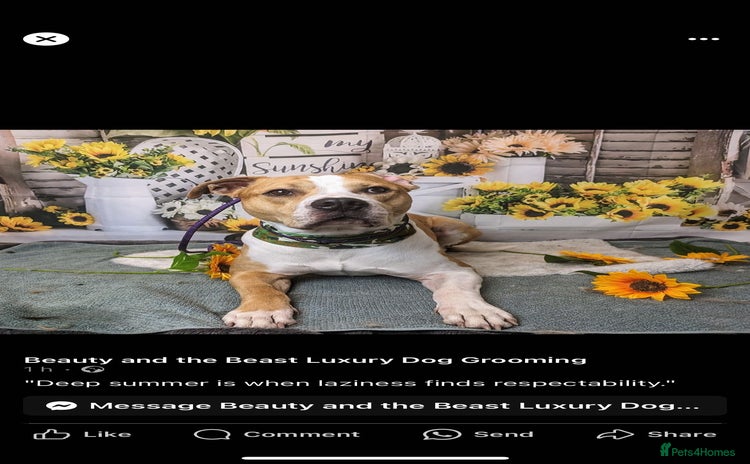 Mixed Breed dogs - Advert 7