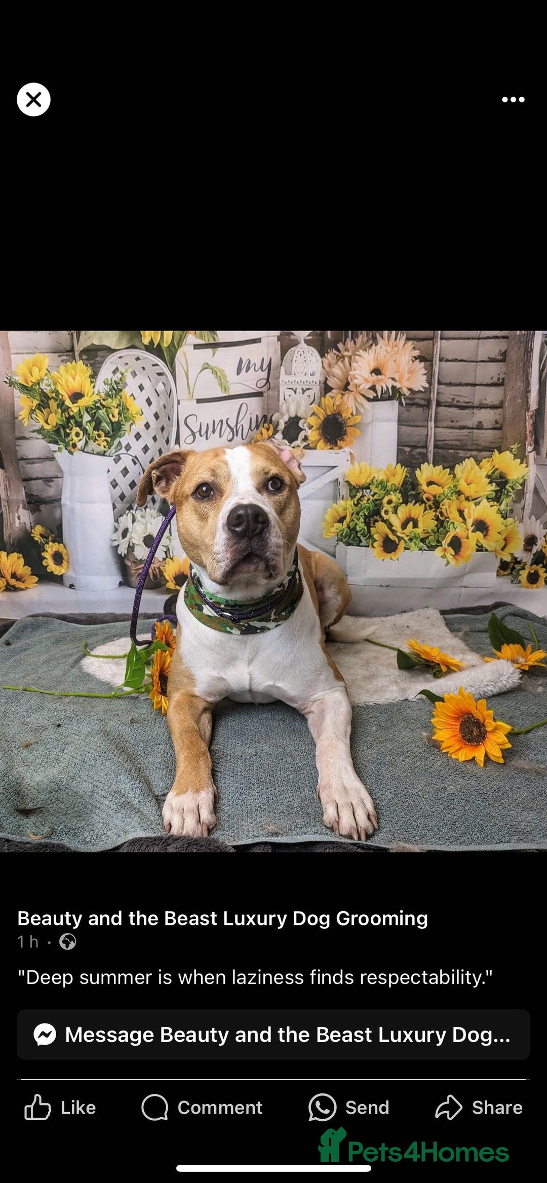 Mixed Breed dogs for sale: Junior  - Image 1