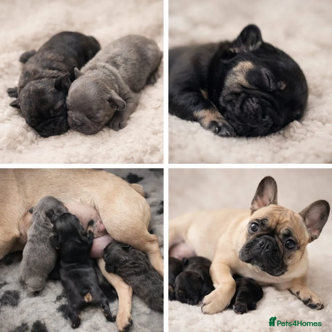 French Bulldog dogs for sale: French bulldog puppy’s  in Wisbech - Advert 1