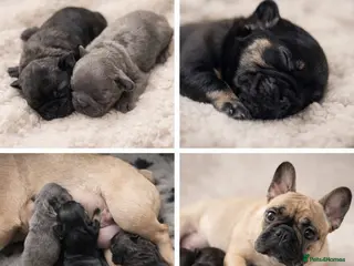 French Bulldog dogs French bulldog puppy’s in Wisbech - Advert 5