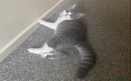 Exotic cats for sale: White & Grey Male Kitten Exotic Shorthair - Image 10