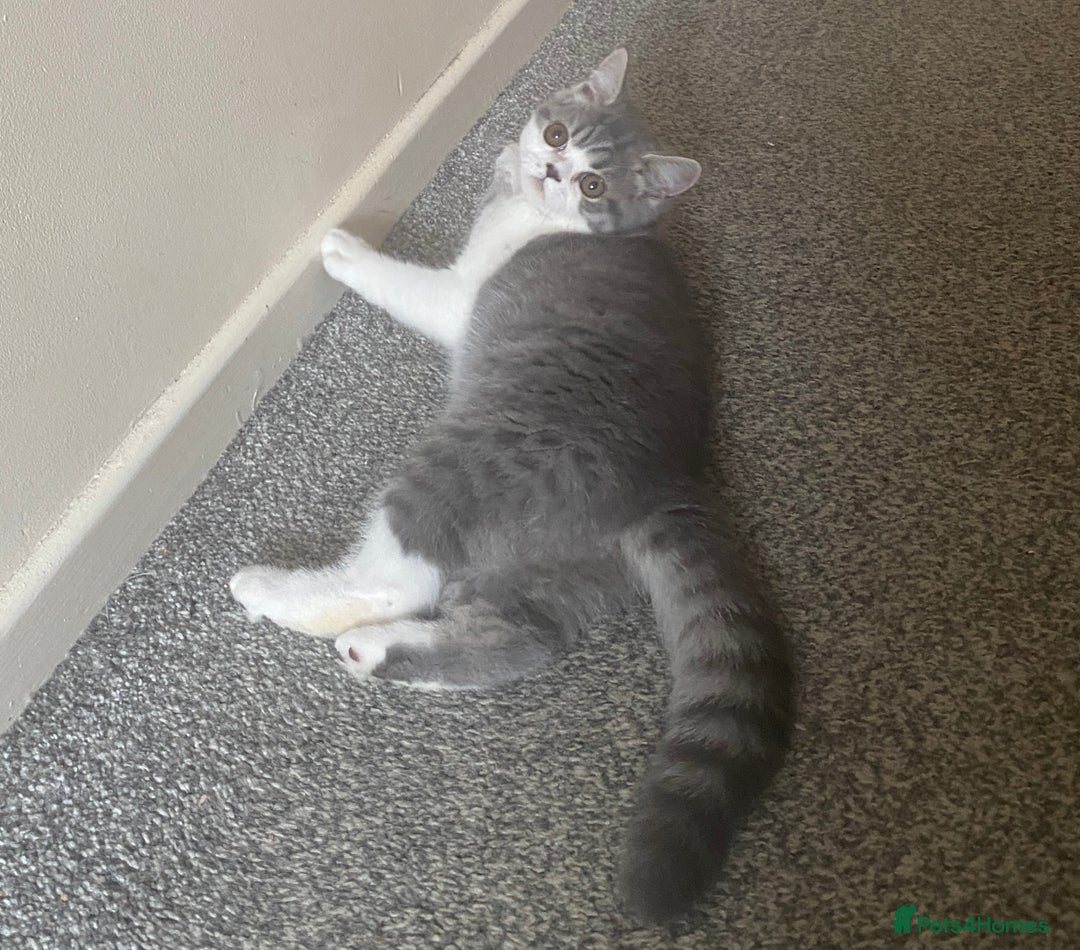 Exotic cats for sale: White & Grey Male Kitten Exotic Shorthair - Image 10