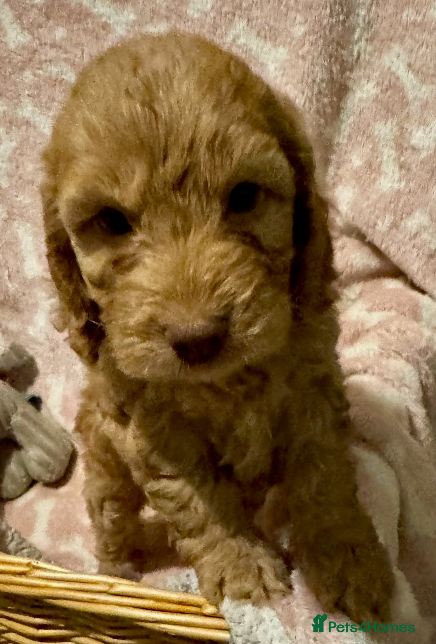 Cockapoo dogs for sale: F1 show type cockapoo puppies  - Advert 2