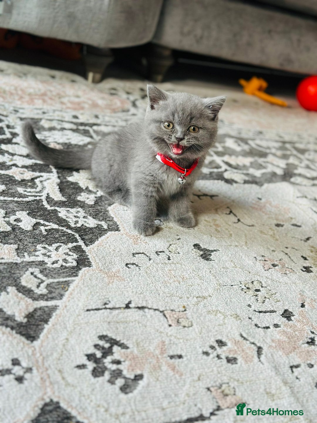 British Shorthair cats for sale: Male kitten 9 weeks - Image 2
