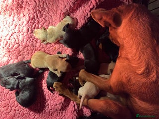 Labrador Retriever dogs 7 week old fantastic labrador pups - Advert 1