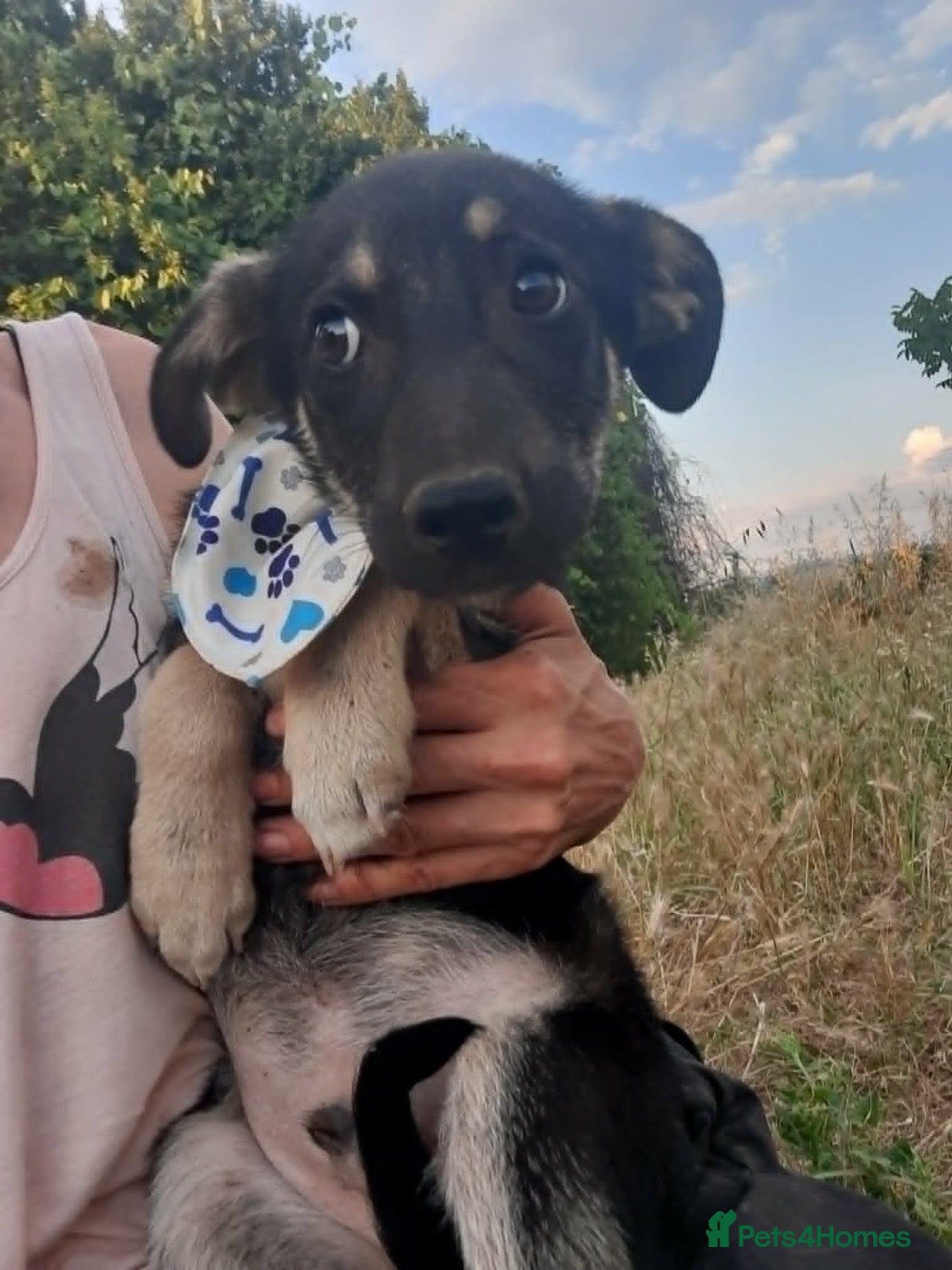 Mixed Breed dogs Sweet ‘Beans’ is looking for a family 🫘🤎 - Advert 2