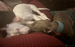 Mixed Breed dogs for sale: Stunning whippet cross female puppy - Image 5