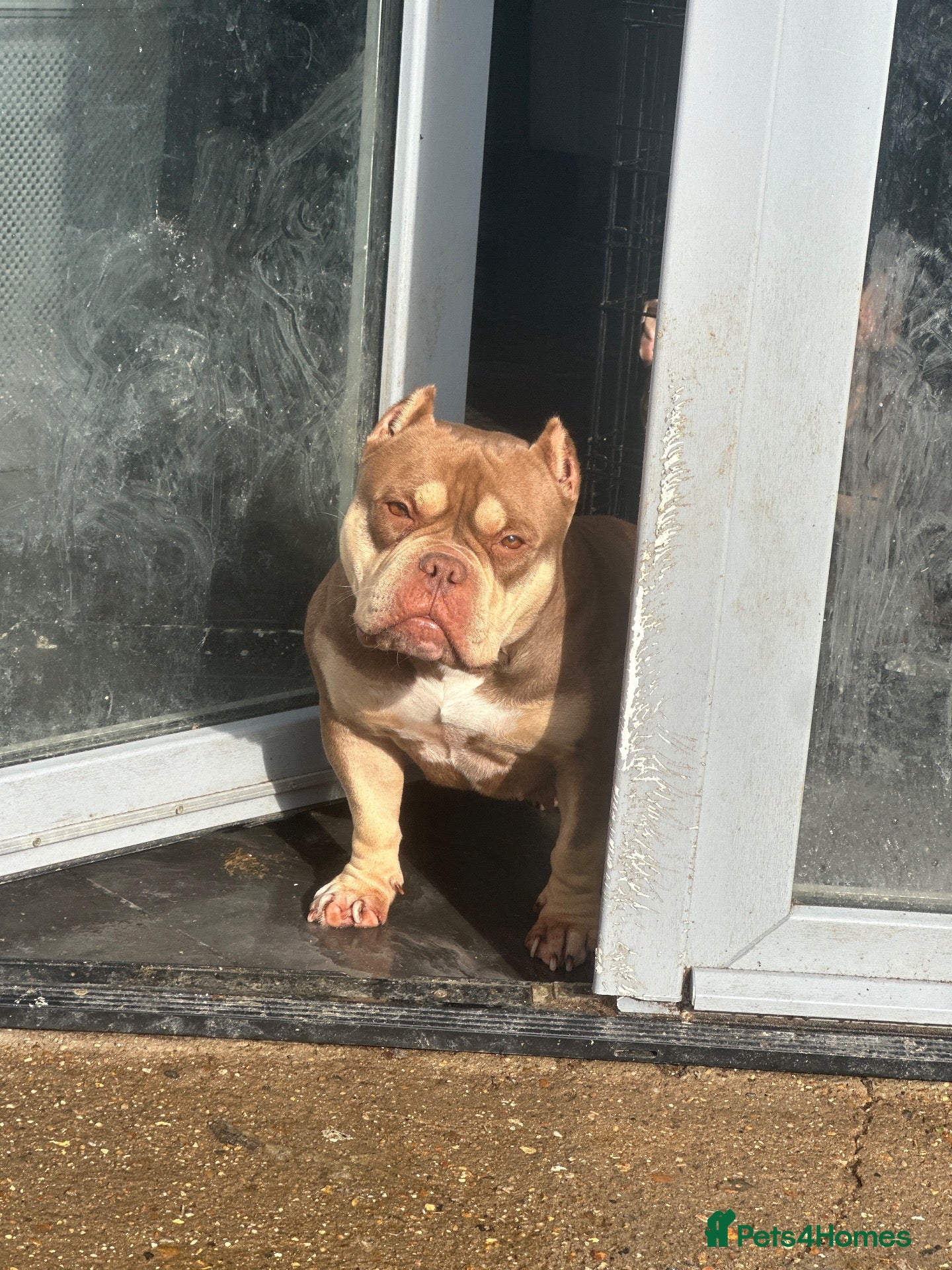 American Bully dogs Pocket bullys abkc regd - Advert 1