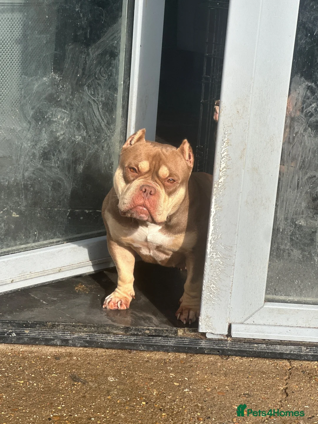 American Bully dogs for sale: Pocket bullys abkc regd - Advert 1