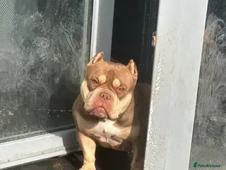 American Bully dogs Pocket bullys abkc regd - Advert 1