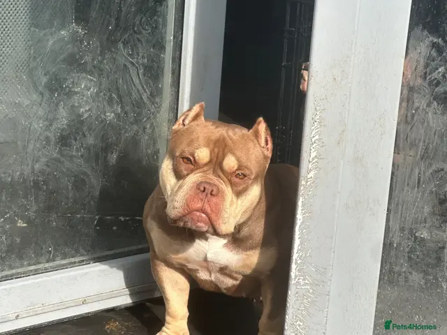 American Bully dogs Pocket bullys abkc regd - Advert 2