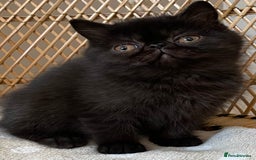 Exotic cats for sale: ❤️Stunning Exotic Shorthair & Longhair Kittens❤️  - Image 15