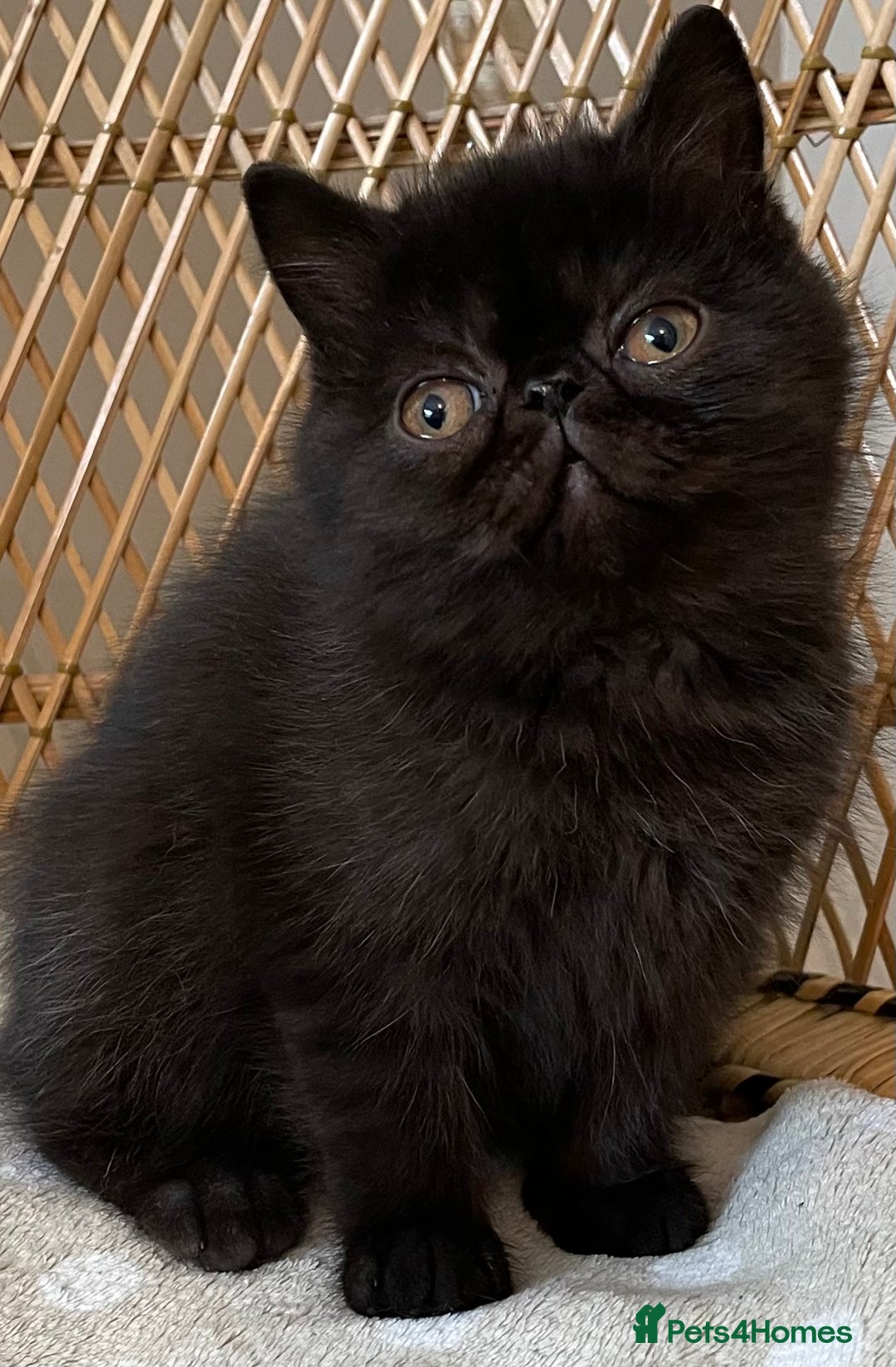 Exotic cats for sale: ❤️Stunning Exotic Shorthair & Longhair Kittens❤️  - Image 15