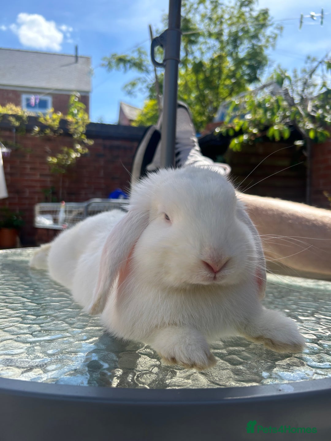 Mini Lop rabbits for sale: Holland lops  - Image 7