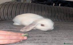 Mini Lop rabbits for sale: Mini lop rabbits - Image 1
