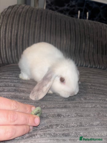 Mini Lop rabbits - Advert 13