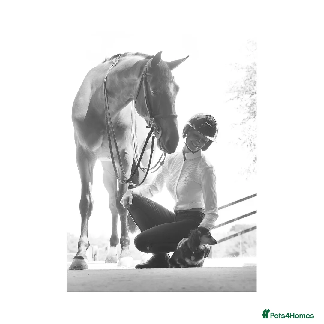 Miniature Dachshund dogs for sale: Little sausages with big characters  - Advert 17