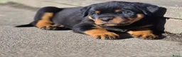 Rottweiler dogs for sale: 🩷LAST GIRL READY TO LEAVE🩷 - Advert 11