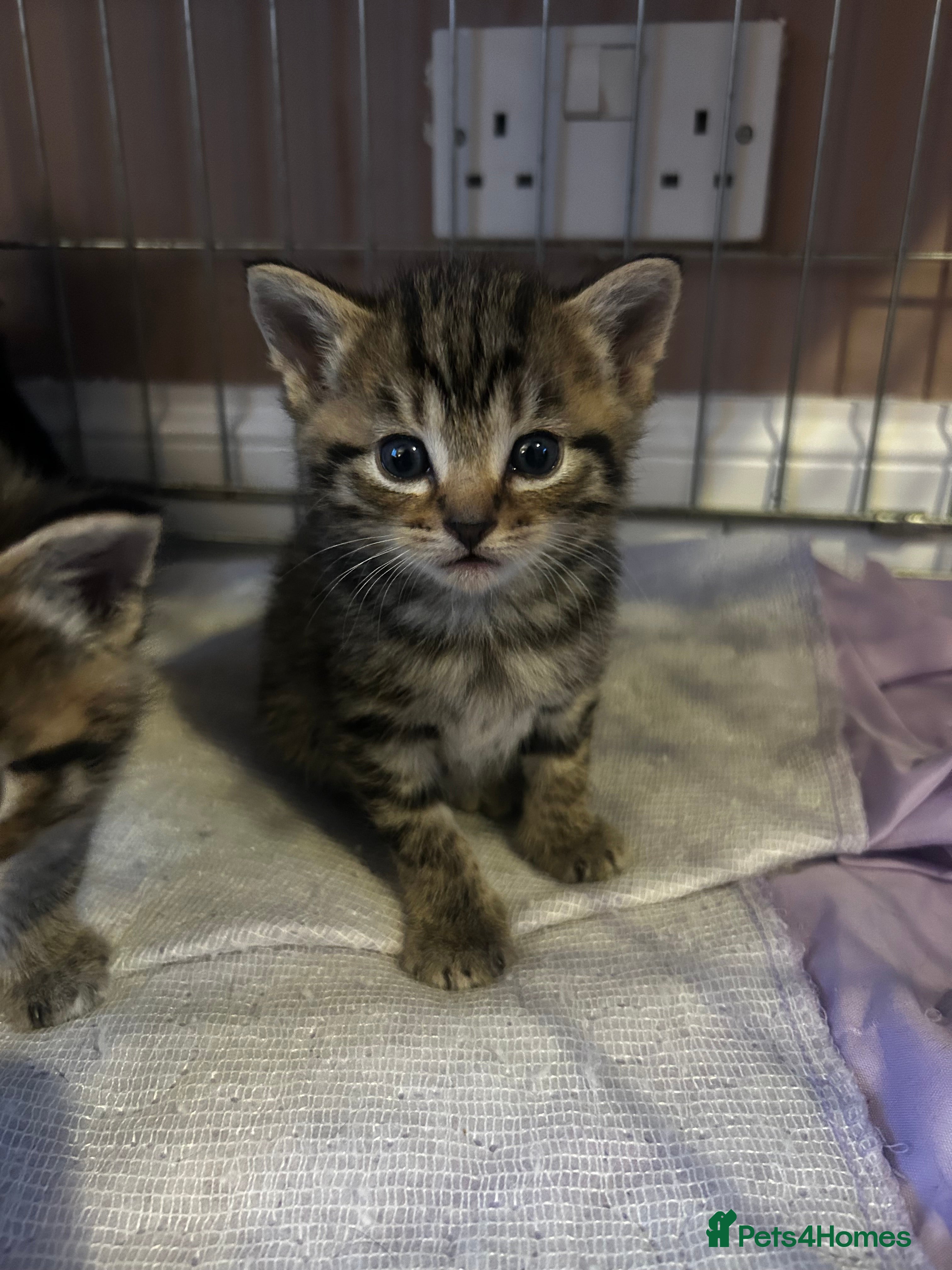 Mixed Breed cats Male tabby kitten  - Advert 9