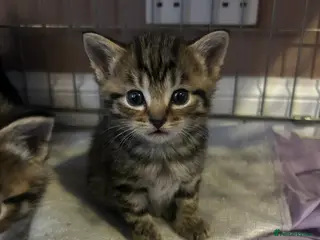 Mixed Breed cats Male tabby kitten - Advert 1