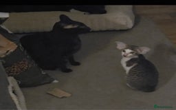 Oriental cats for sale: 2 beautiful pedigree kittens  - Image 5