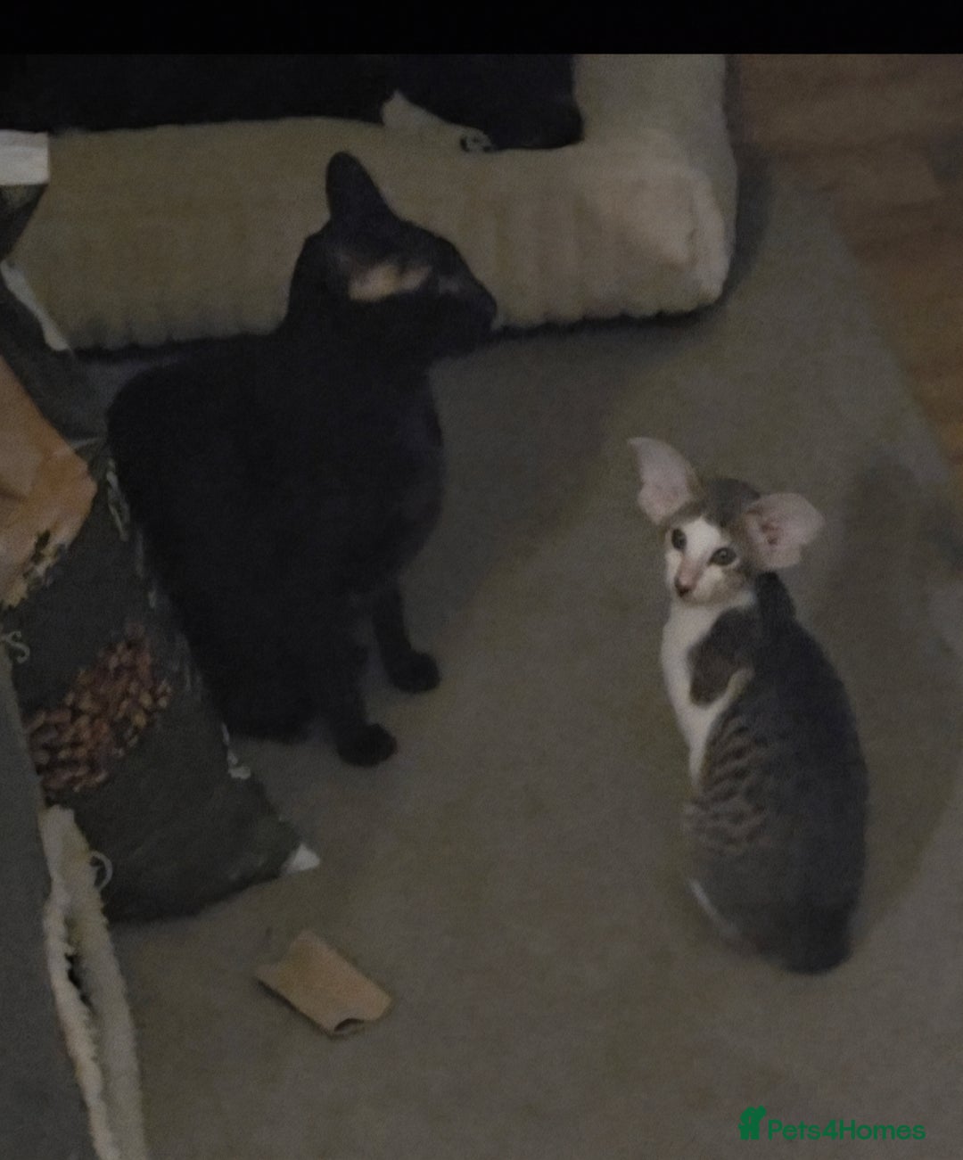 Oriental cats for sale: 2 beautiful pedigree kittens  - Image 5