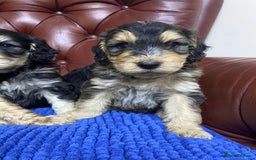 Cockapoo dogs for sale: F1 Gen Cockapoo Puppies - Image 17
