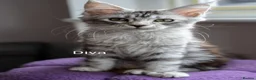 Maine Coon cats for sale: GCCF Registered Maine Coon Kittens Peterborough - Advert 14