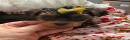 Yorkshire Terrier dogs for sale: 6 Beautiful Quality Kennel Club Registered Puppies in Nottingham - Advert 3