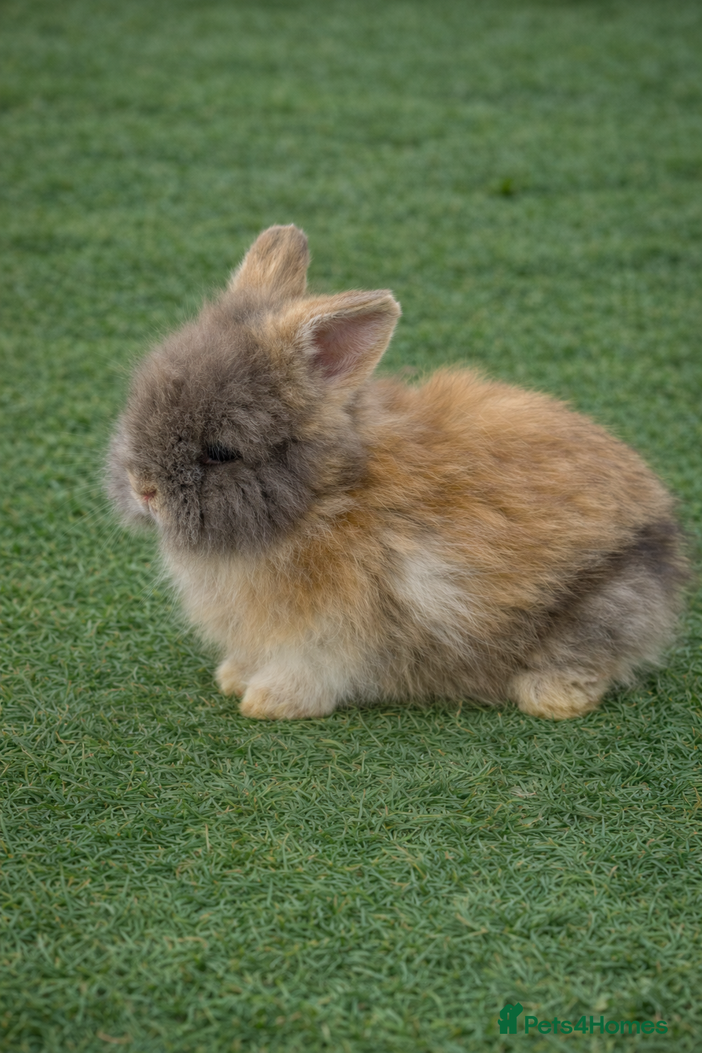 Angora rabbits Teddy Dwerg, Dwarf Baby Rabbits  - Advert 4