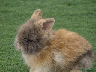Angora rabbits Teddy Dwerg, Dwarf Baby Rabbits - Advert 4