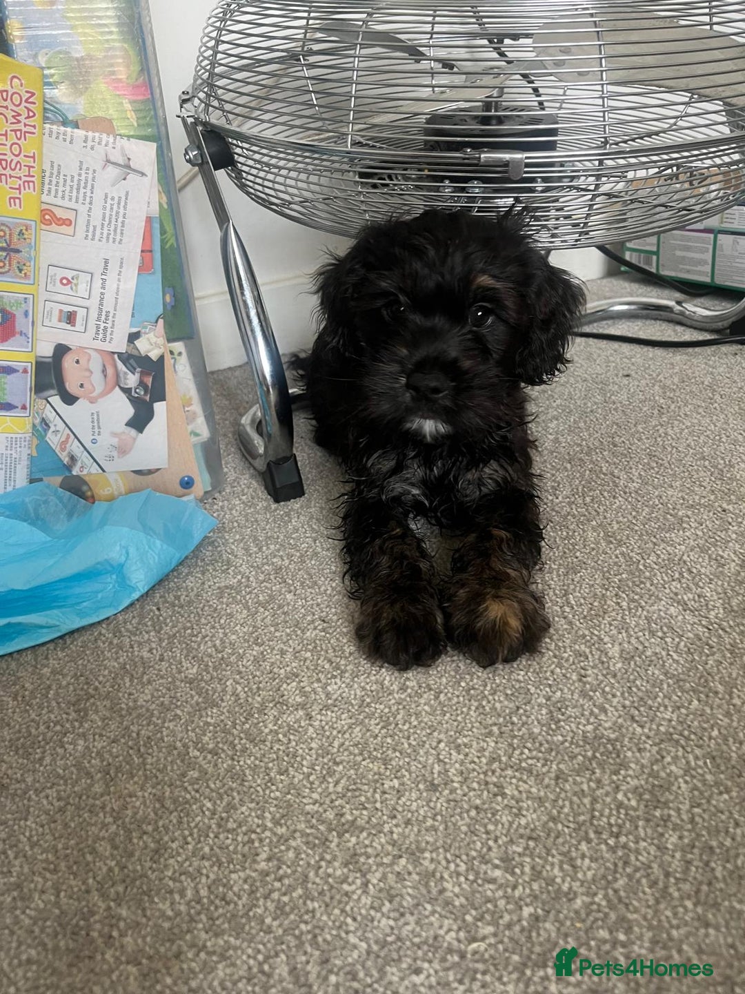Mixed Breed dogs for sale: Shih tzu x cockerspaniel  in Chelmsford - Image 11