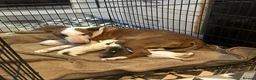 English Bull Terrier dogs for sale: English bull terrier  in Durham - Advert 1