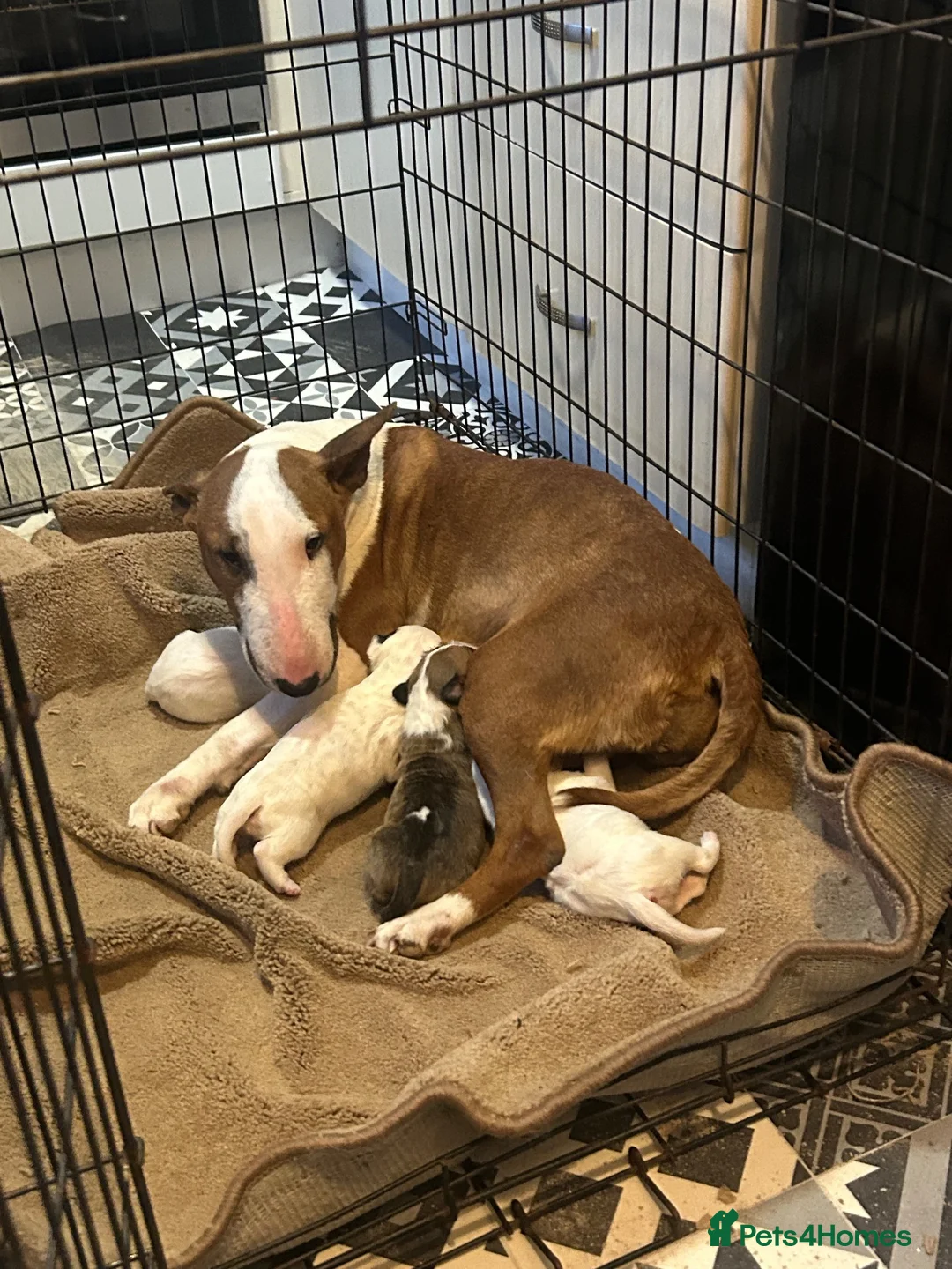 English Bull Terrier dogs for sale: English bull terrier  in Durham - Advert 1