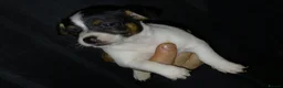 Jack Russell dogs for sale: 3 jack russels looking for a forever home  in Walsall - Advert 6