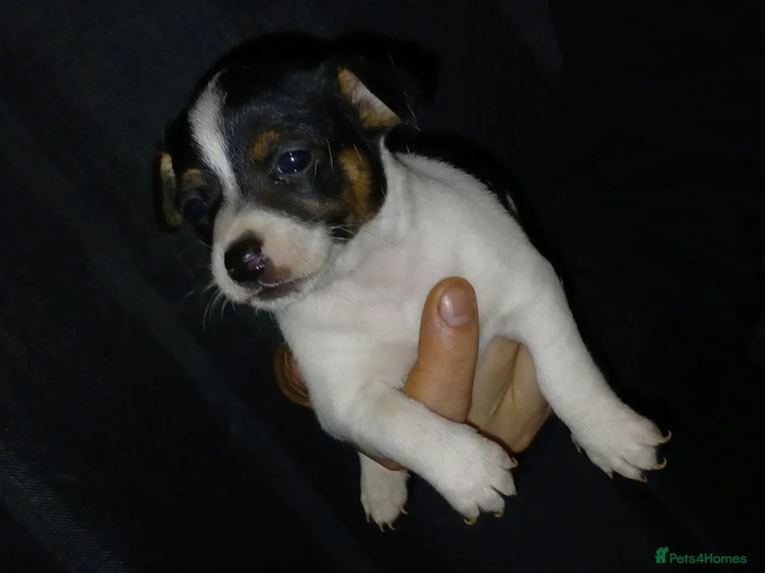 Jack Russell dogs for sale: 3 jack russels looking for a forever home  in Walsall - Advert 6